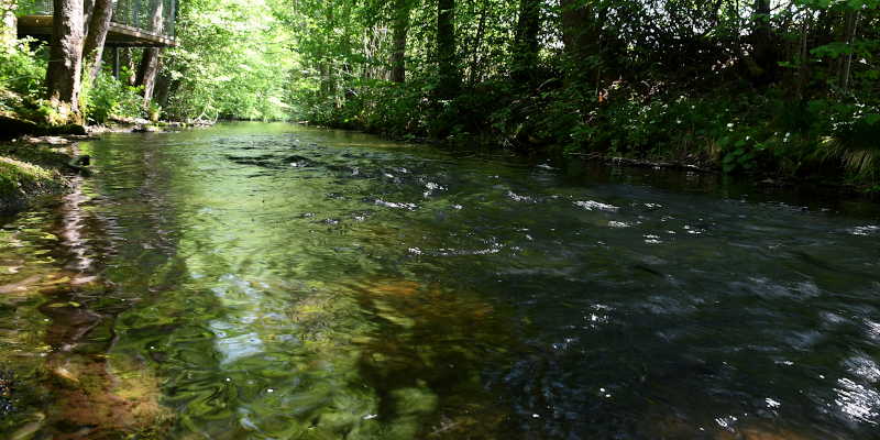 Nagold, Schwarzwald
