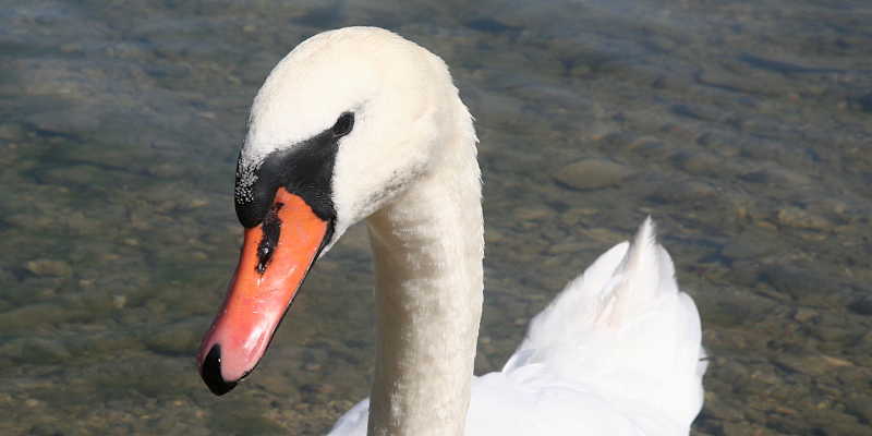 Schwan, Hallstädter See
