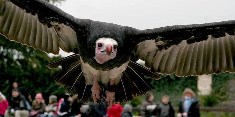 Geier im Anflug
