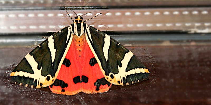 Schmetterling
