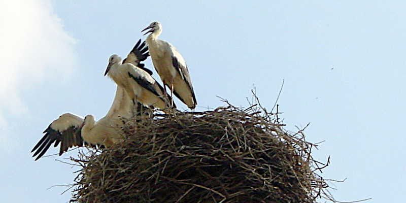 Störche im Nest
