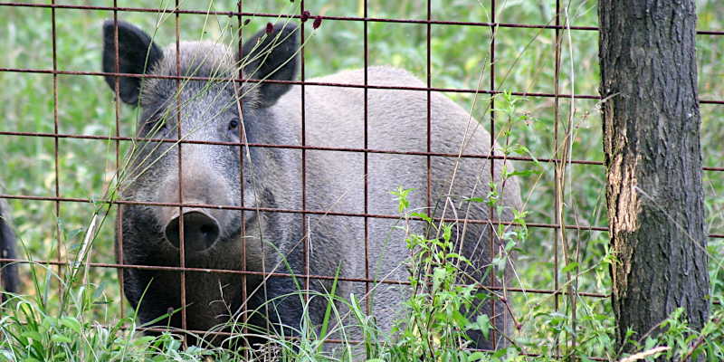 Wildschwein
