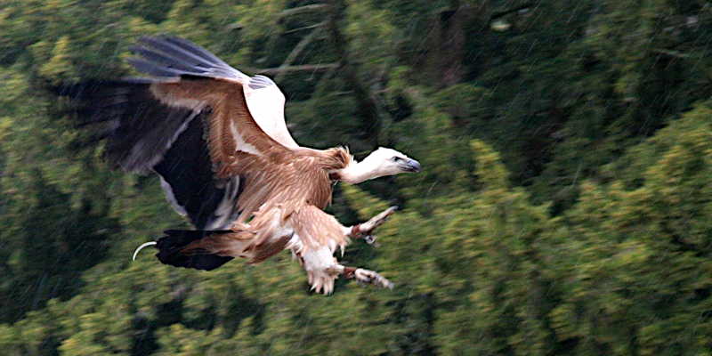 Geier im Landeanflug
