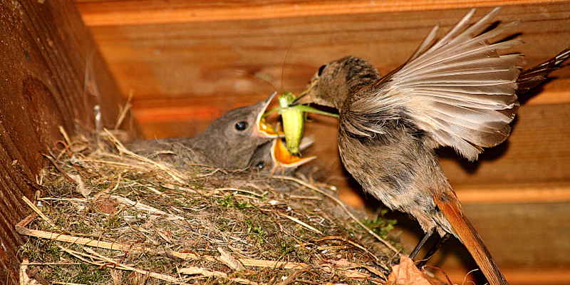 Hausrotschwänzchen füttert Nachwuchs
