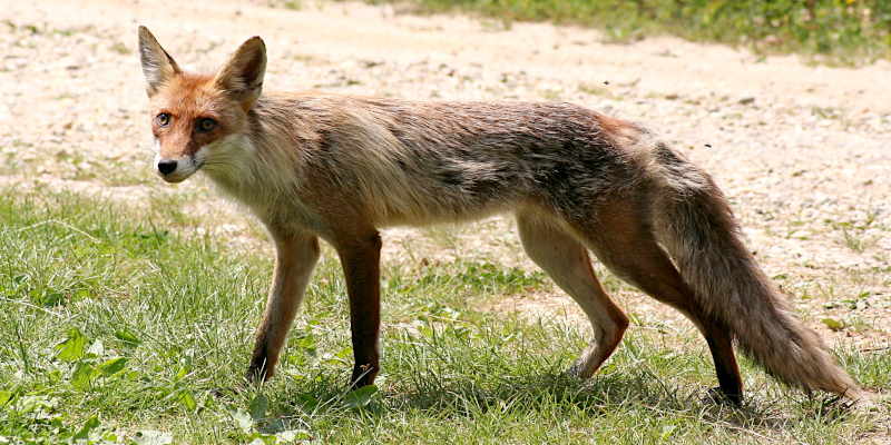 Fuchs
